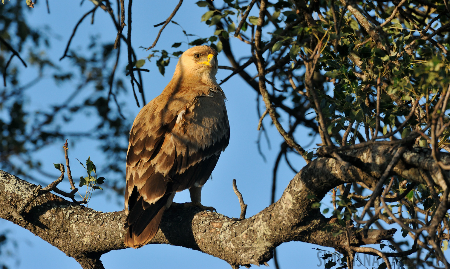 Aquila rapax rapax [550 mm, 1/1600 Sek. bei f / 9.0, ISO 1600]